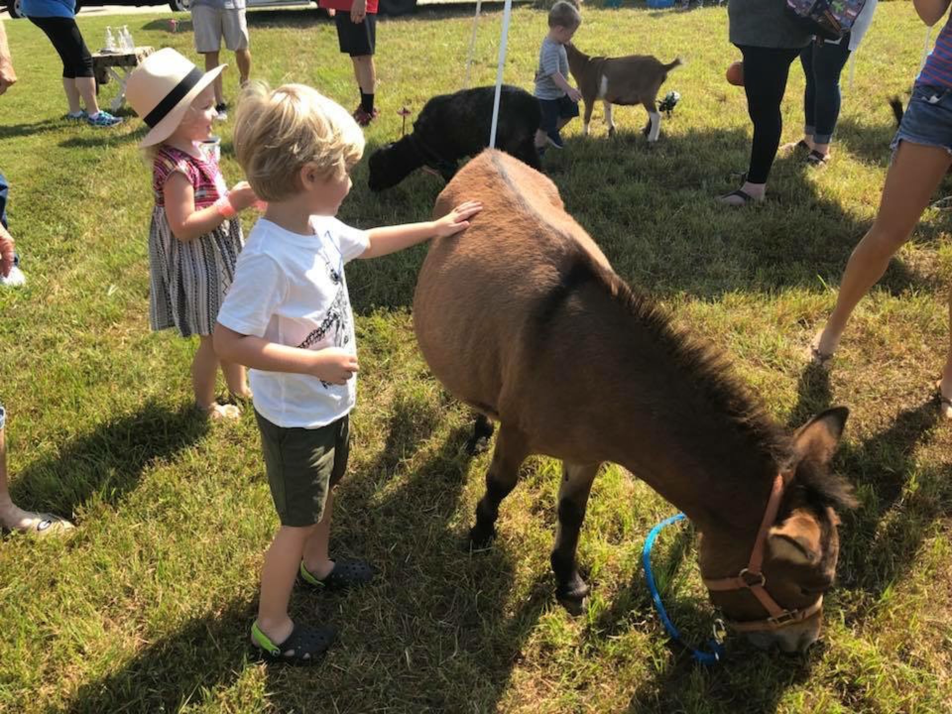 Child petting a pony